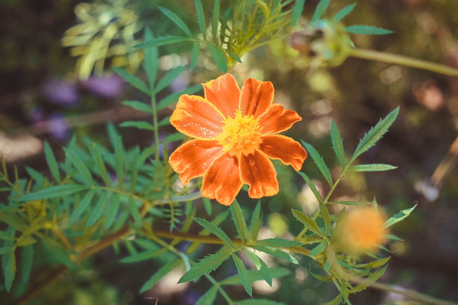 Macro flora. - My, The photo, Closeup, Macro photography, Macro rings, Nature, Amandilian, Longpost