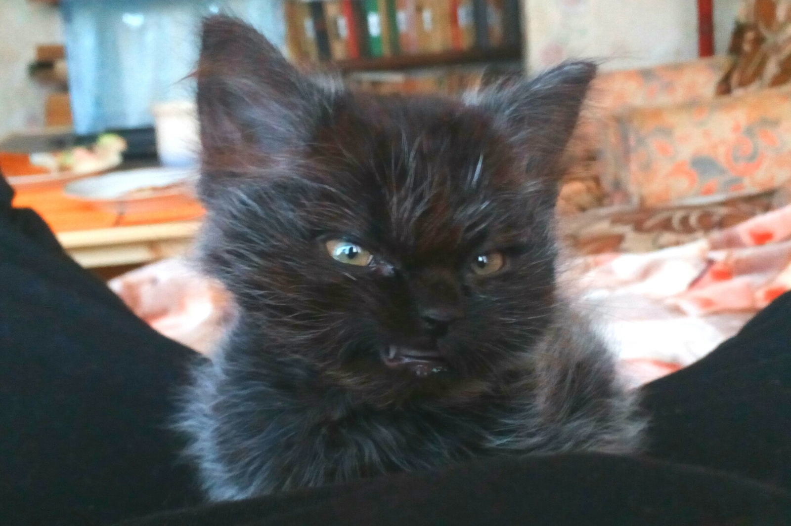 Demon Kitten - My, cat, The photo, Unusual, Longpost, Interesting