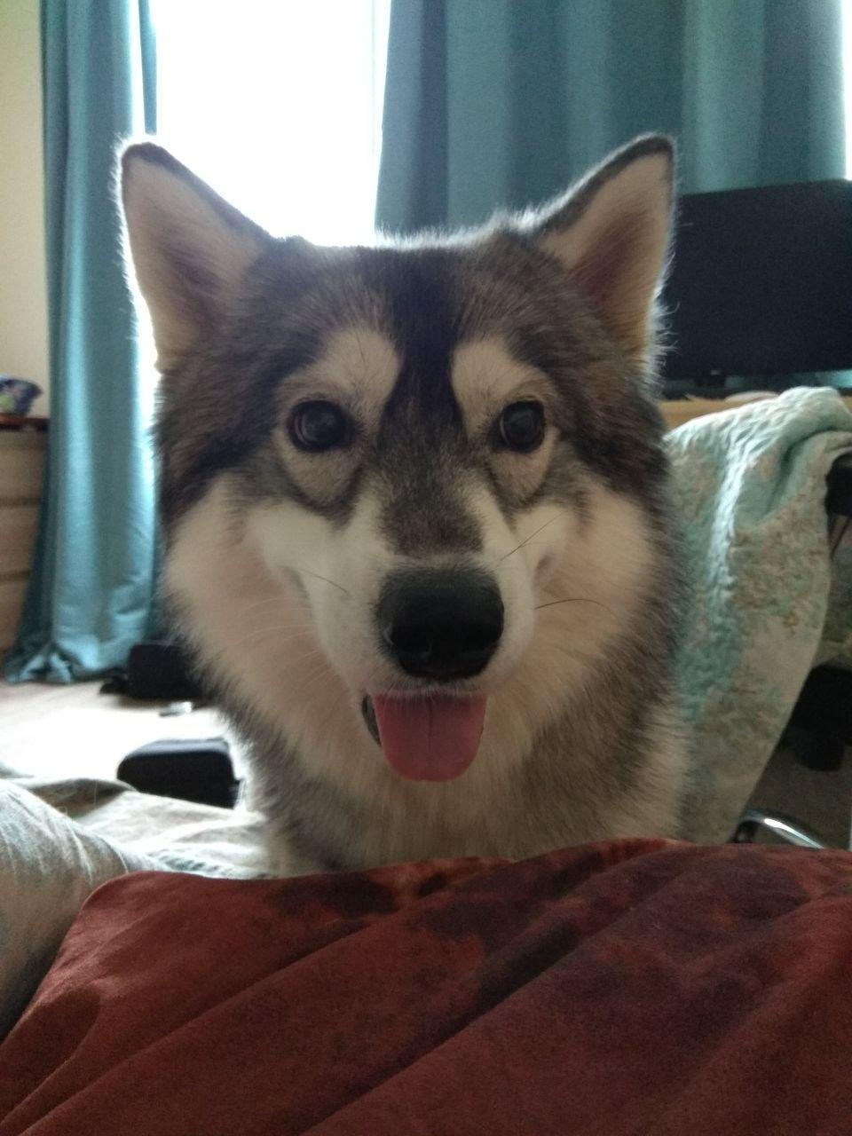 What do I see every morning - My, Dog, Husky, Good morning