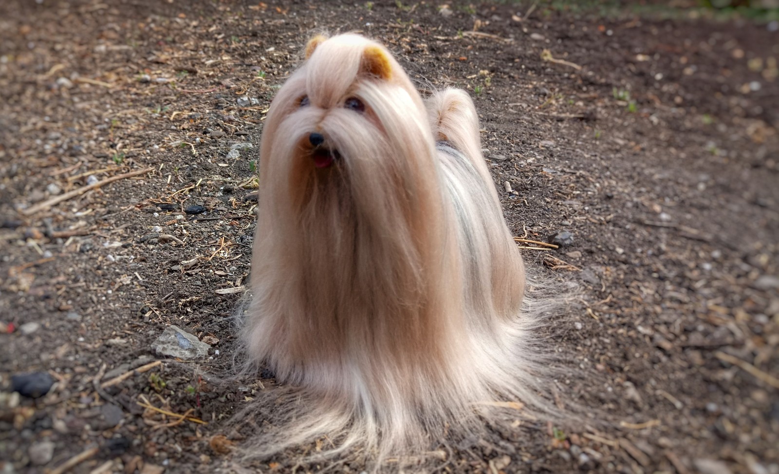 Yorkshire Terrier Botti, 20 cm - My, Yorkshire Terrier, Dog, Handmade, Wool, In good hands