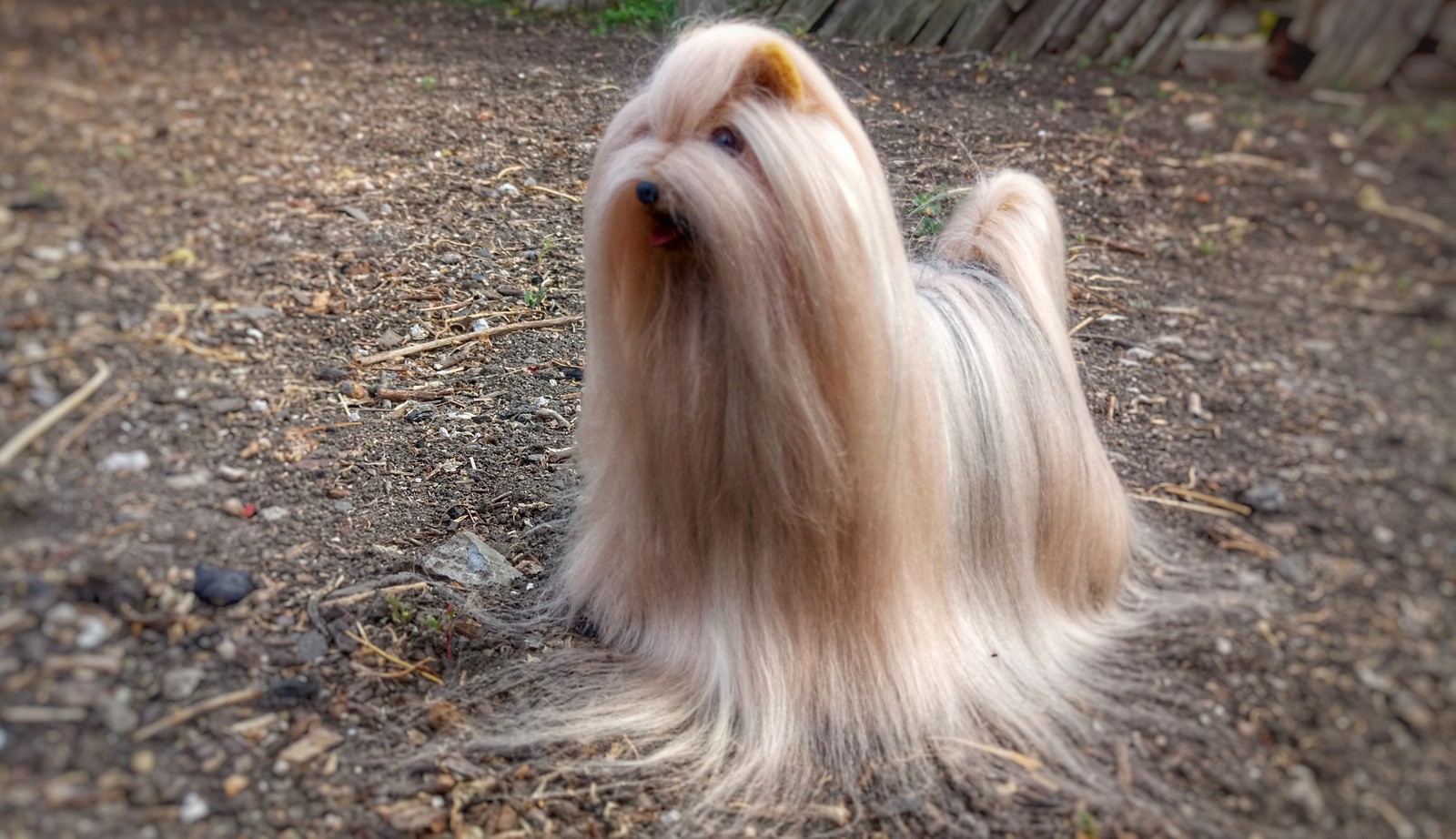 Yorkshire Terrier Botti, 20 cm - My, Yorkshire Terrier, Dog, Handmade, Wool, In good hands