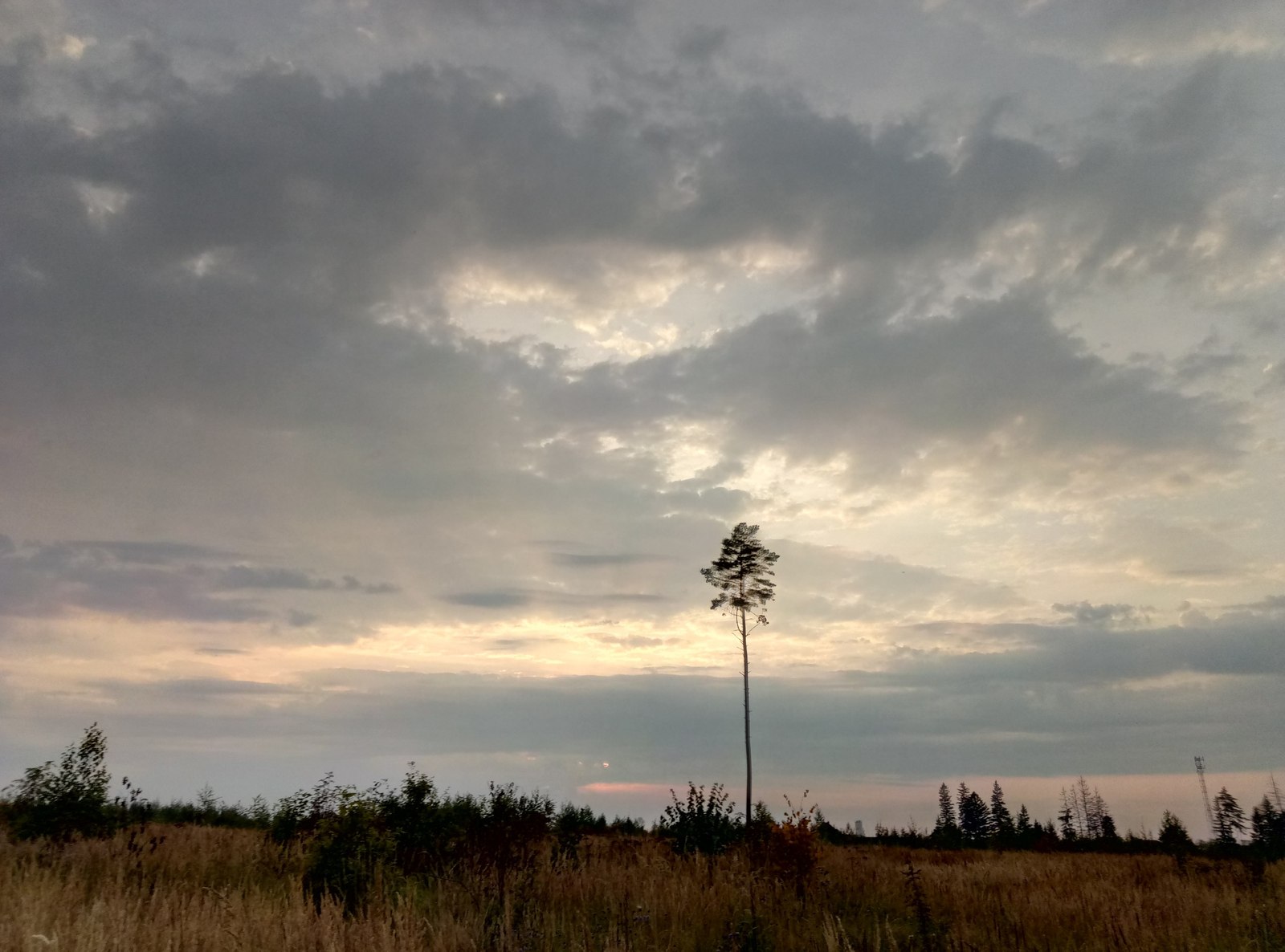 Just a phone photo - My, The photo, Nature, Forest, Longpost