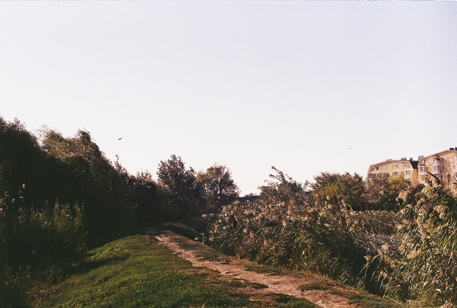 The first pictures at the zenith - My, The photo, Photo on sneaker, Photographer, , 35mm, Zenit-e, Industar, Longpost