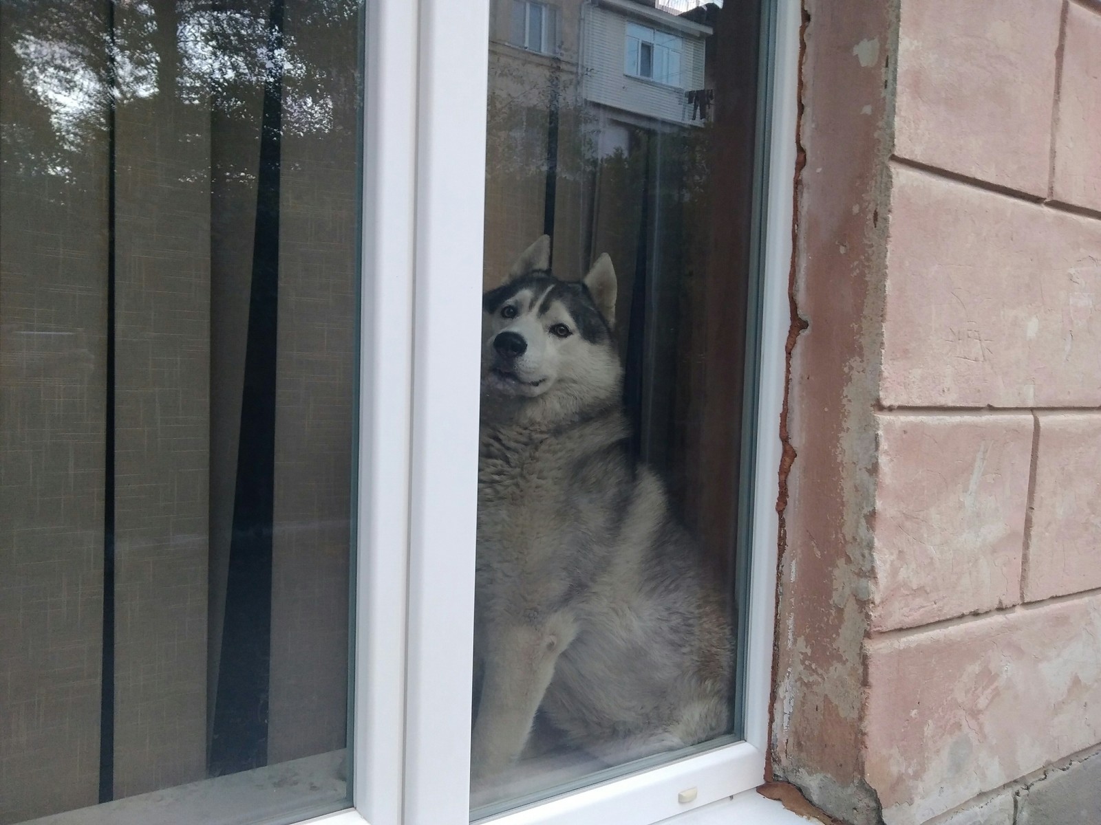 The dog at the window poses a little - My, Dog, Sits on his butt