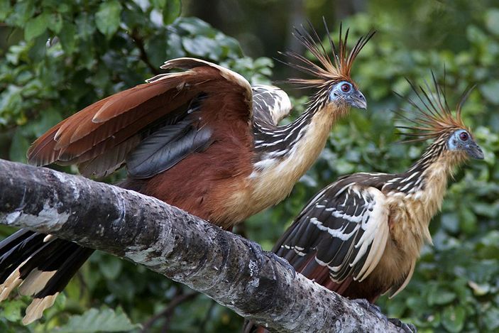 Strange bird hoatzin - Hoatzin, Birds, Ornithology, Copy-paste, The science, Biology, Nature, Video, Longpost