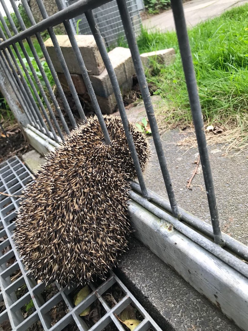 He has paws - Hedgehog, Germany, news, Animal Rescue, The bayanometer is silent, Longpost