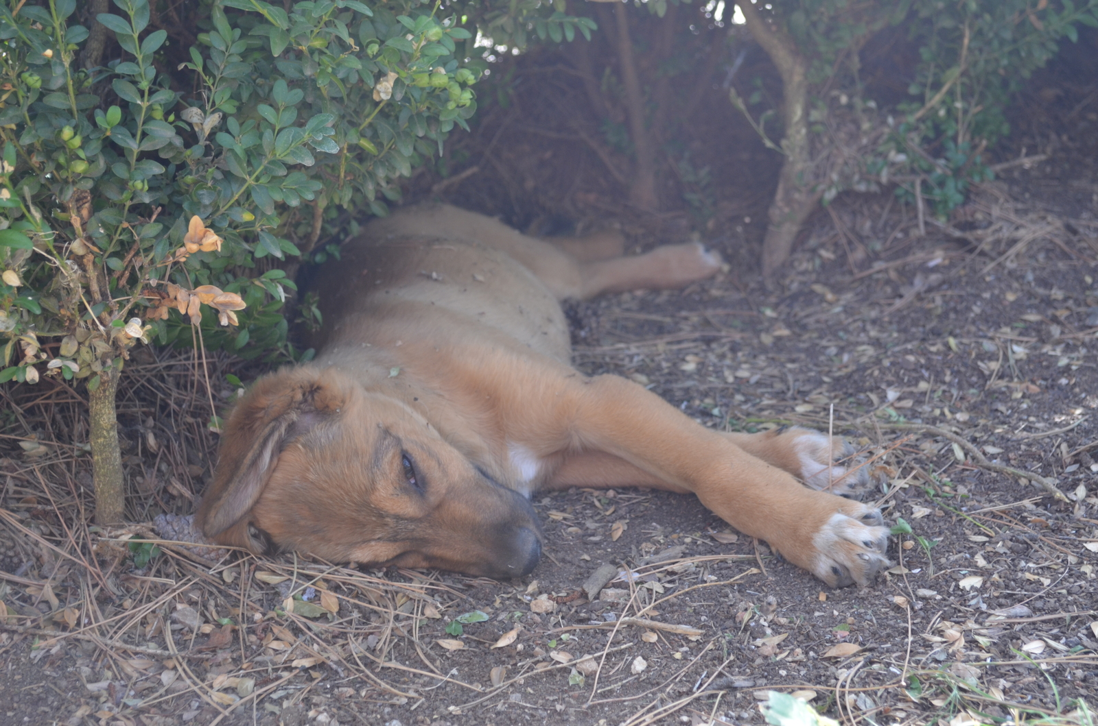 Sleepy kingdom. - My, Dog, Dream, , The photo, Sapun Mountain, Sevastopol, Video, Longpost