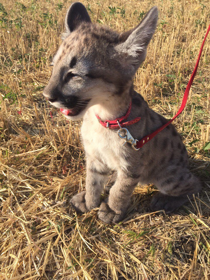 Canadian Cougar at home. - My, , Longpost, Puma, My, cat, Animals