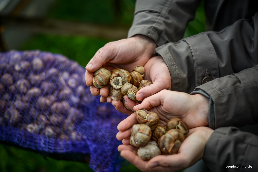 As an office worker, he opened the country's first snail farm. - Farming, Republic of Belarus, Snail, Business idea, Yummy, Longpost, Onliner, Onliner by