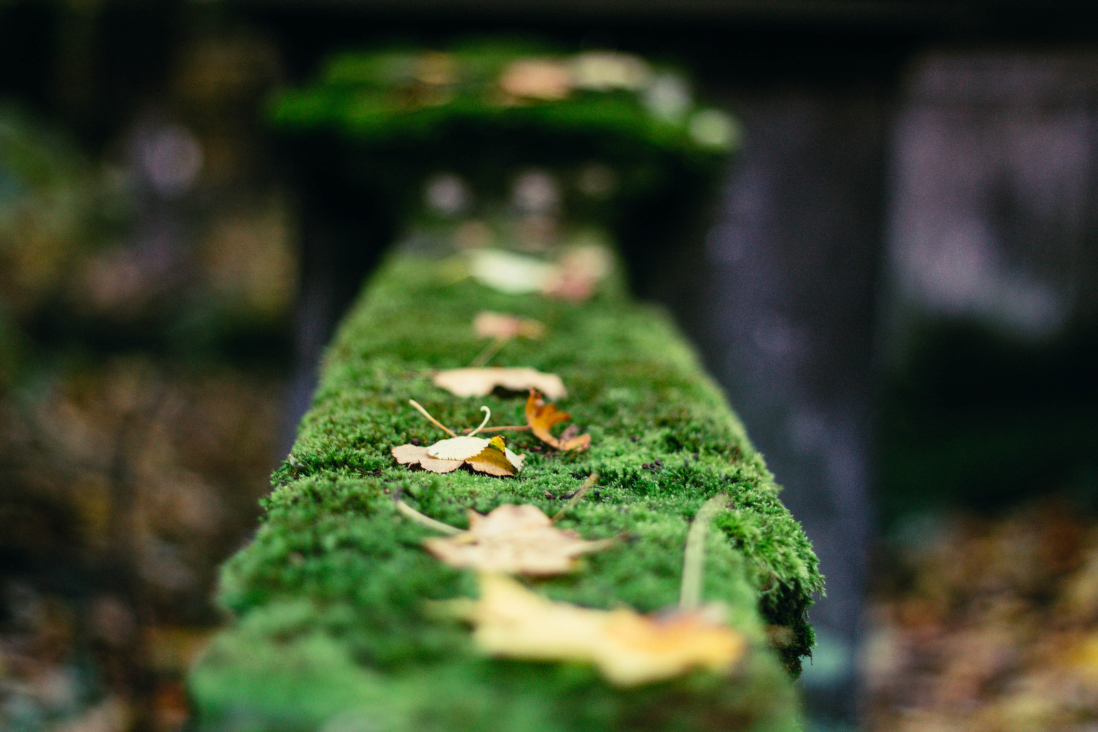 Smolensk Lutheran cemetery in St. Petersburg. - My, Longpost, The photo, Canon, Canon 1100d, Canon EF 50mm f18 II, Autumn, Saint Petersburg, Cemetery