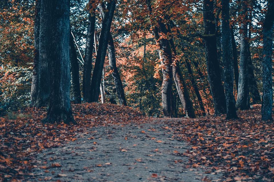 Autumn in the Baltic States - Sigulda - My, Sigulda, Latvia, Autumn, , Longpost