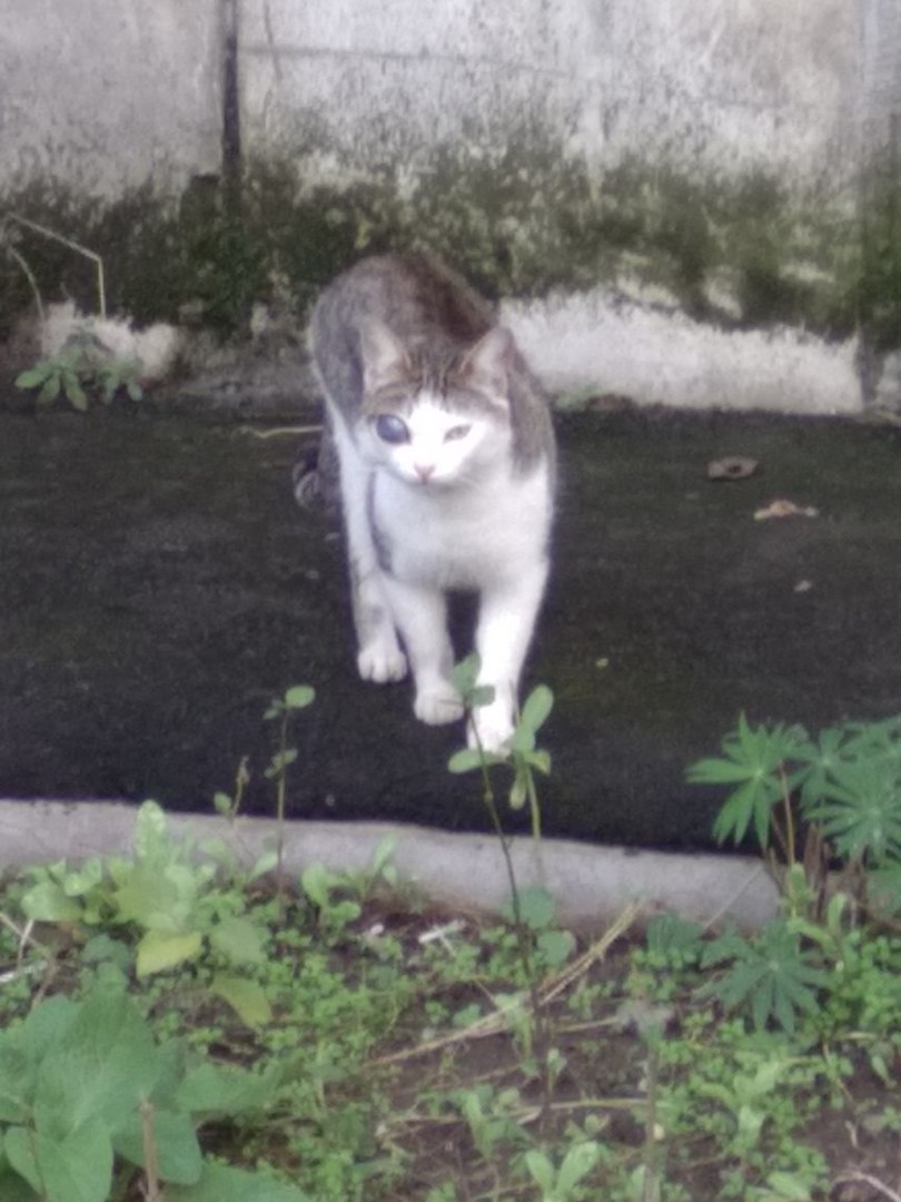 terminator cat - My, Unusual, cat, Eyes, Longpost