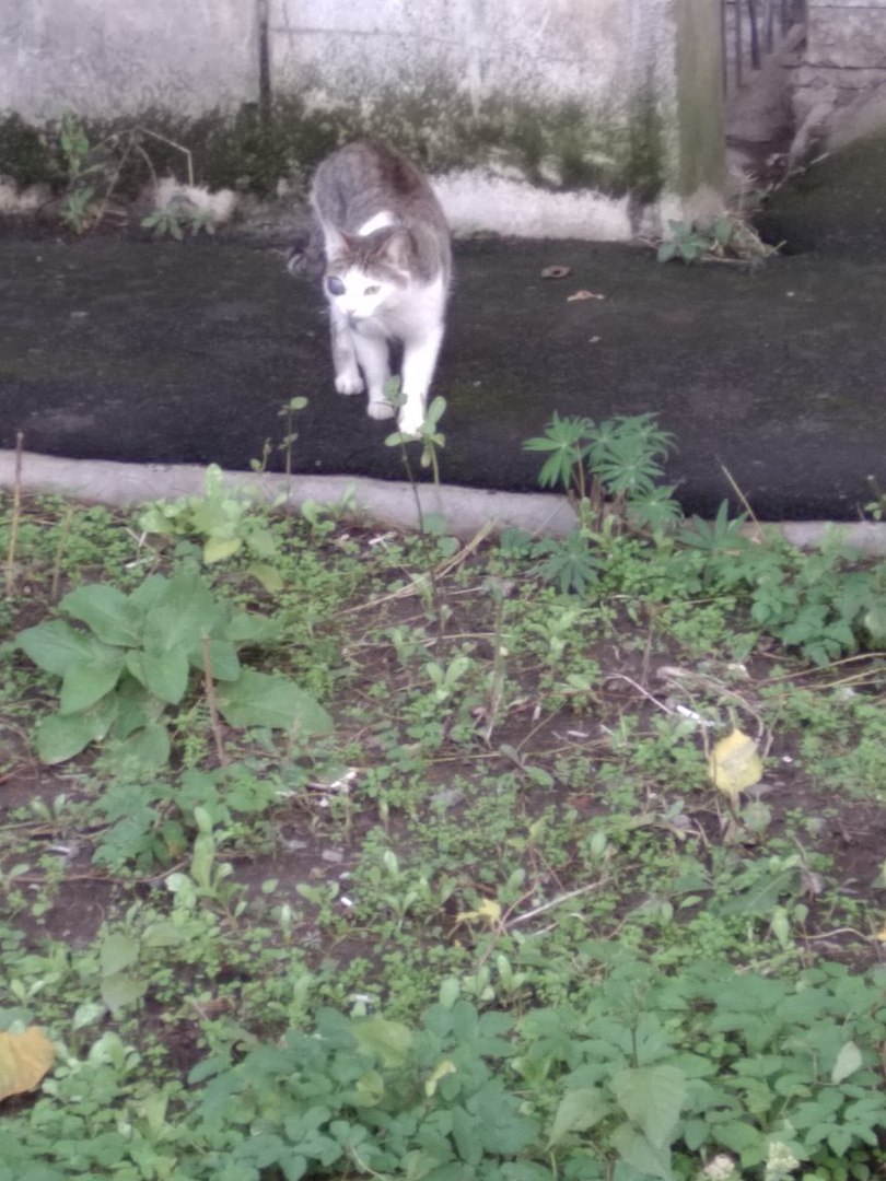 terminator cat - My, Unusual, cat, Eyes, Longpost