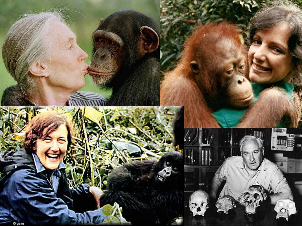 Birute - peacemaker - Anthropogenesis, , Primates, Biography, The science, Longpost