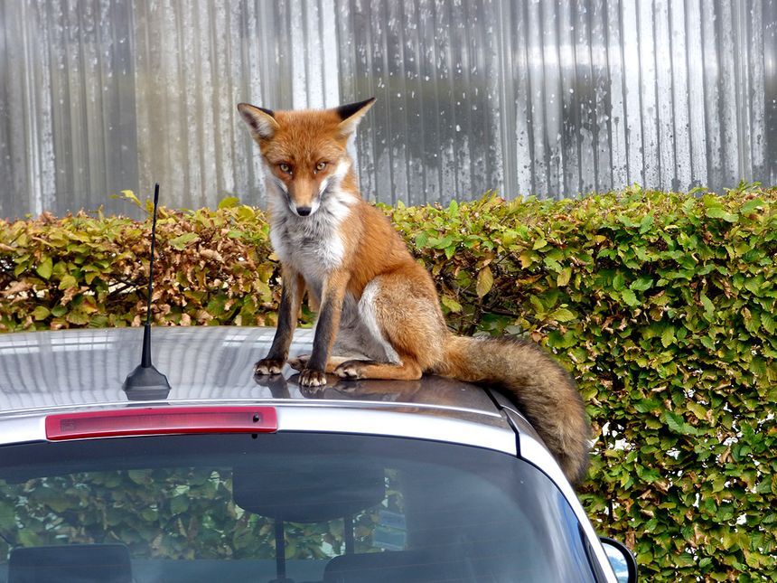 Confident fox from France - Fox, France, Animals, Redheads, Confidence