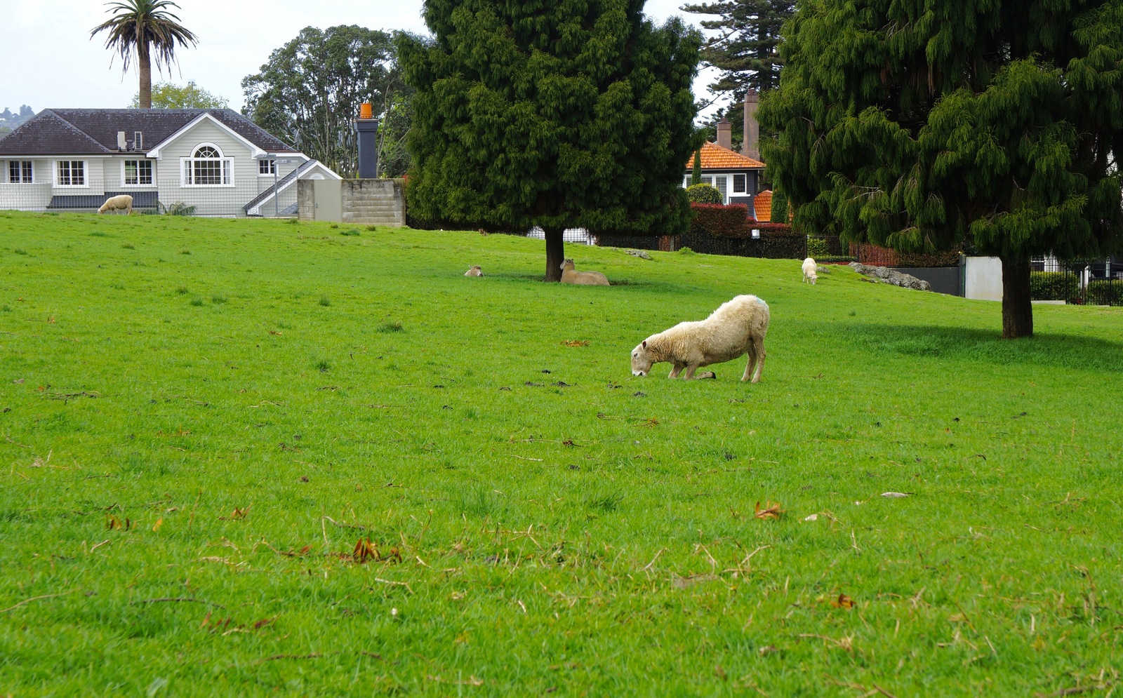 But it's spring somewhere... - My, New Zealand, Spring, Rams, Sakura, Wisteria, Greenery, The park, Longpost