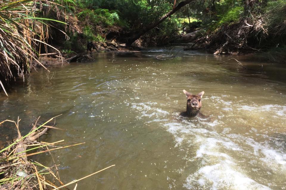 An unexpected meeting: a guy with a dog and a jock kangaroo in the river - Australia, Kangaroo, Jock, Longpost