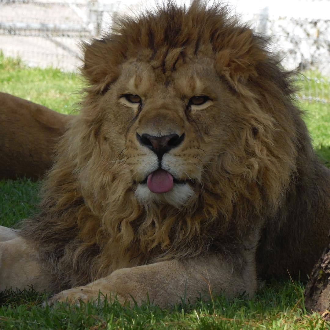 Tongue tube - a lion, Language, Animals