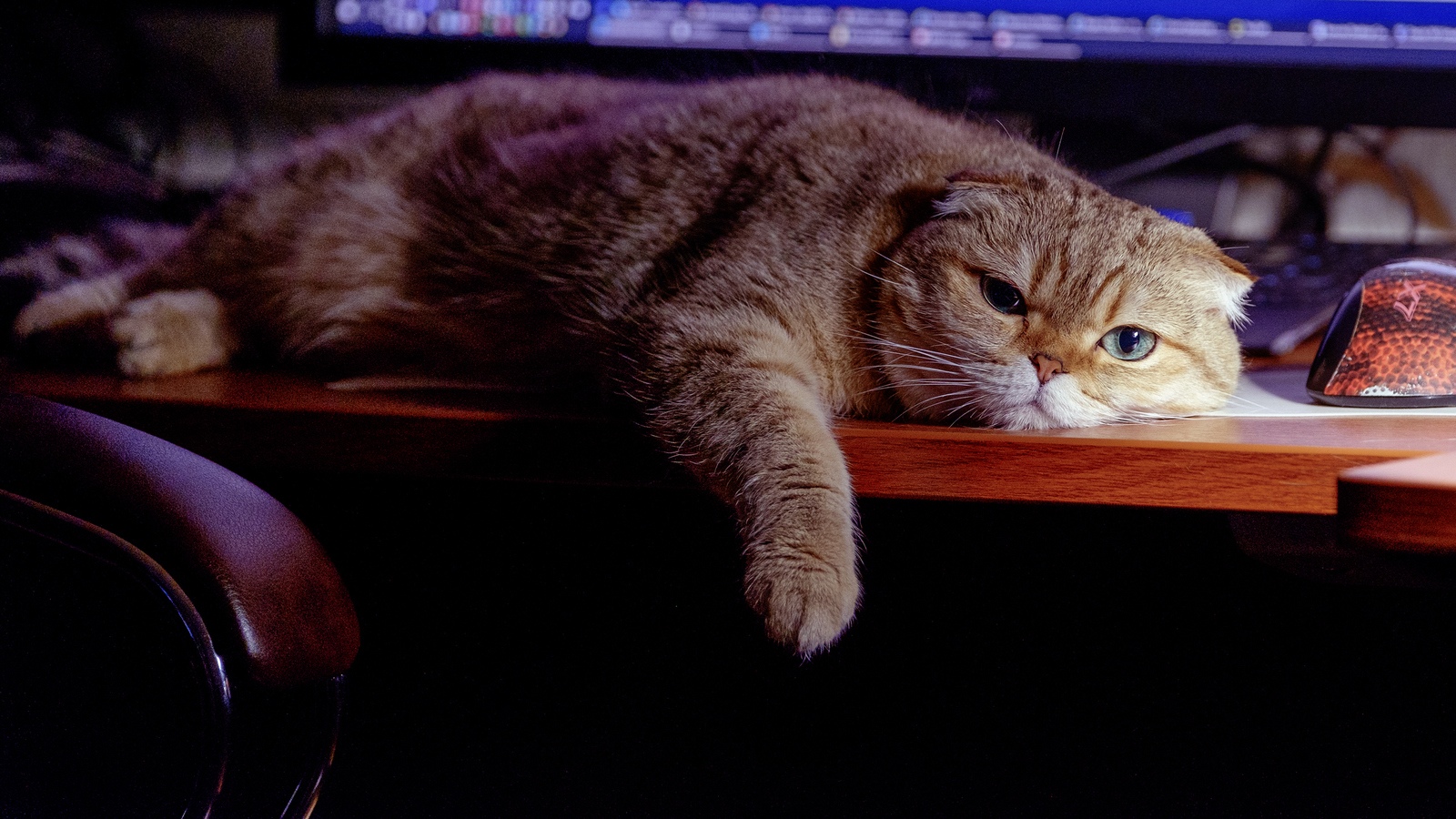 Конец рабочей недели - Моё, Кот, Фотография, Fujifilm, Scottish fold