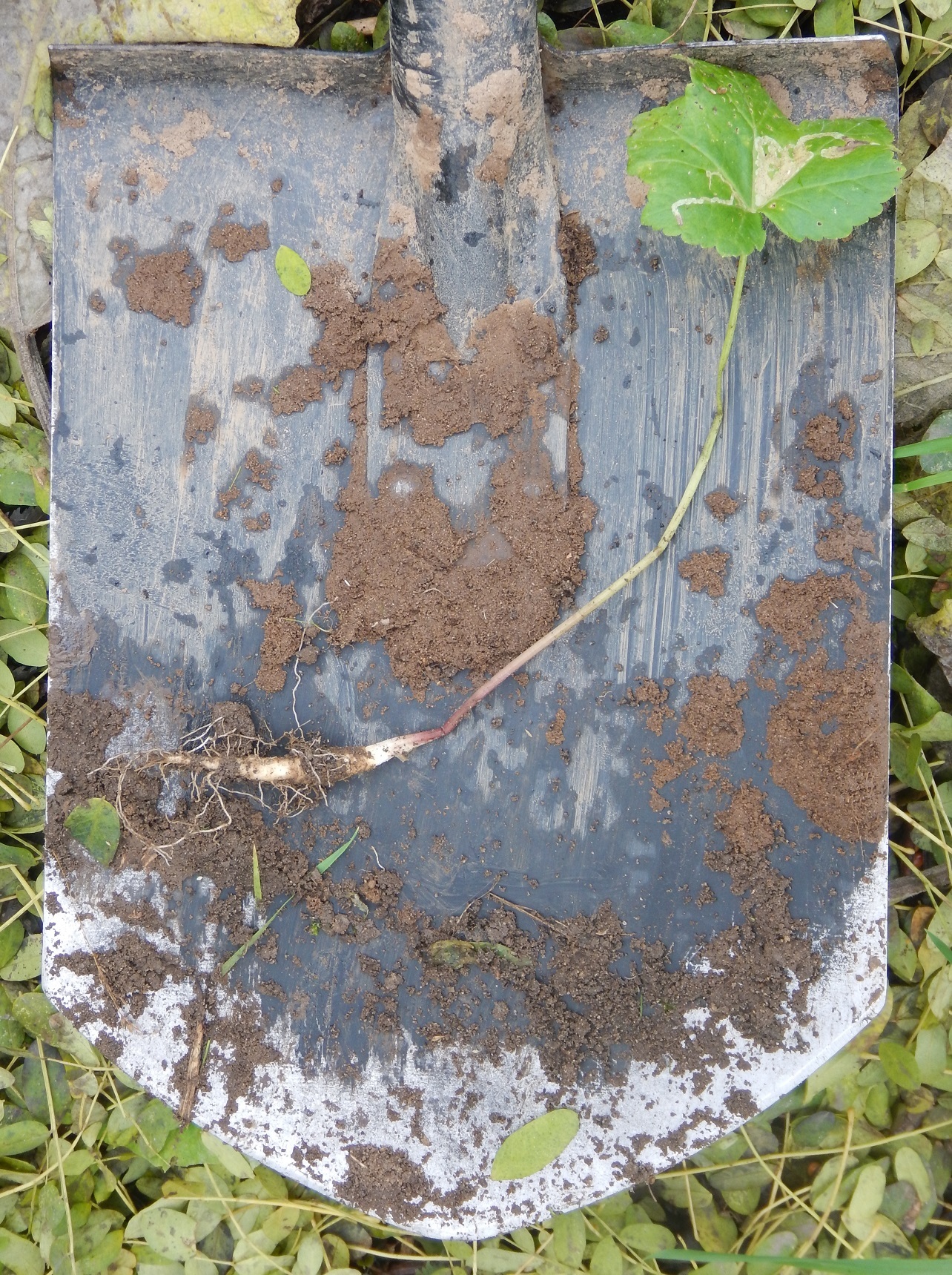 Terrestrial, tremble in horror before the huge and terrible Zerg hogweed! - My, The photo, Shovel, Hogweed, Earthlings vs. Hogweed, Weeds, Nature, Plants, Instructions