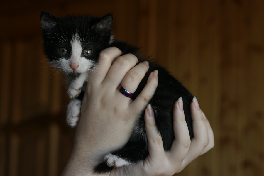 Kittens multi-colored - My, cat, , In good hands, , Longpost, Moscow