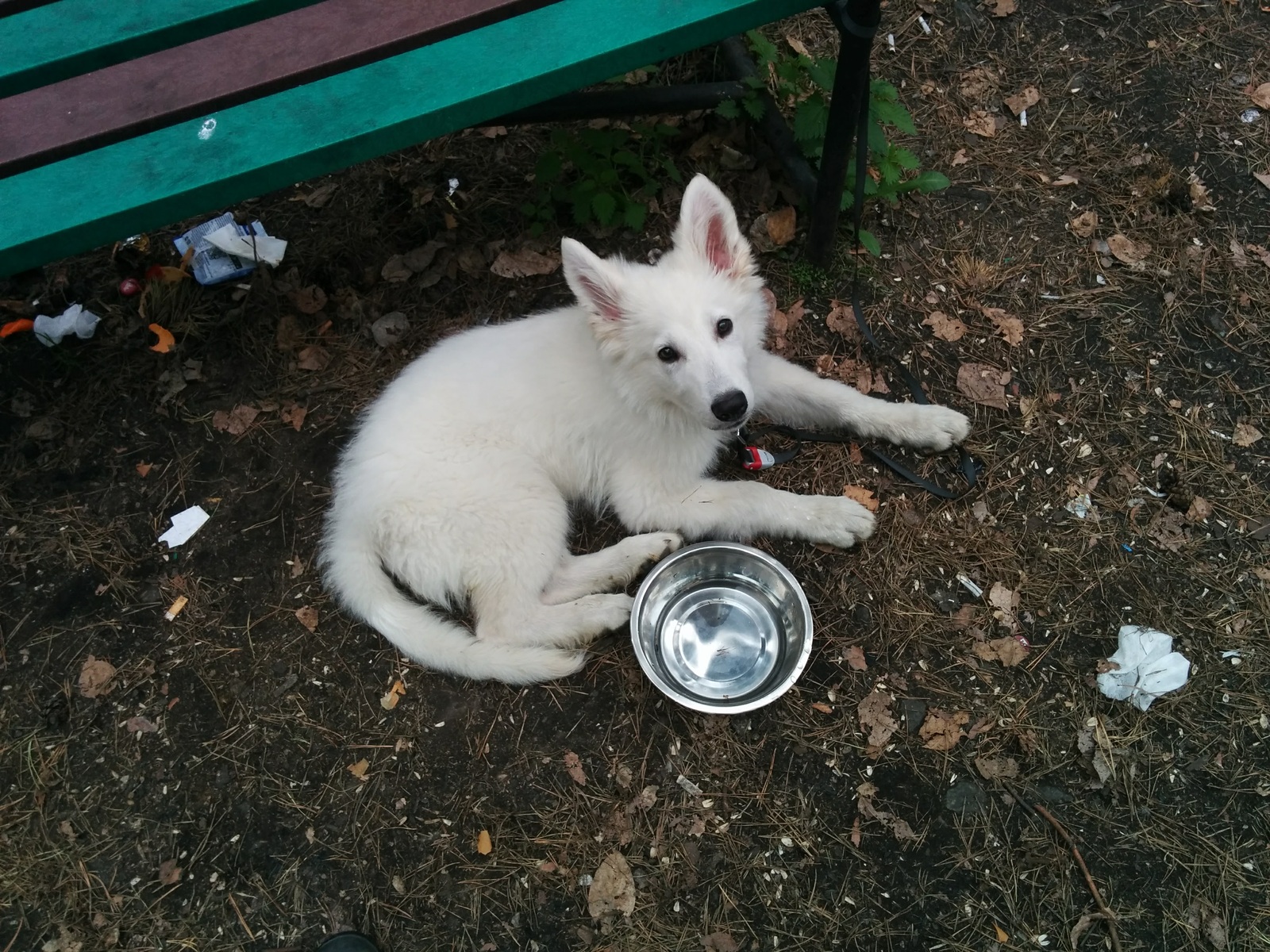 My Before and After - My, , Dog, It Was-It Was, White swiss shepherd, Longpost