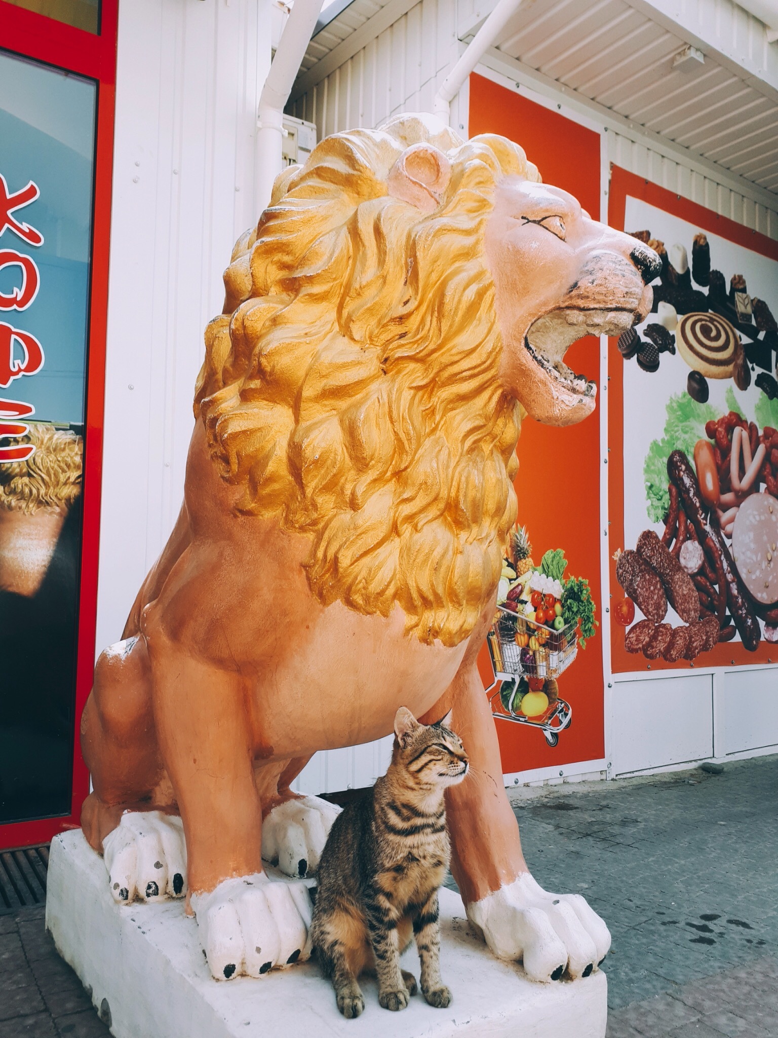 King of beasts - My, cat, a lion, Crimea, VIP, Animals, Longpost, The city of Sudak