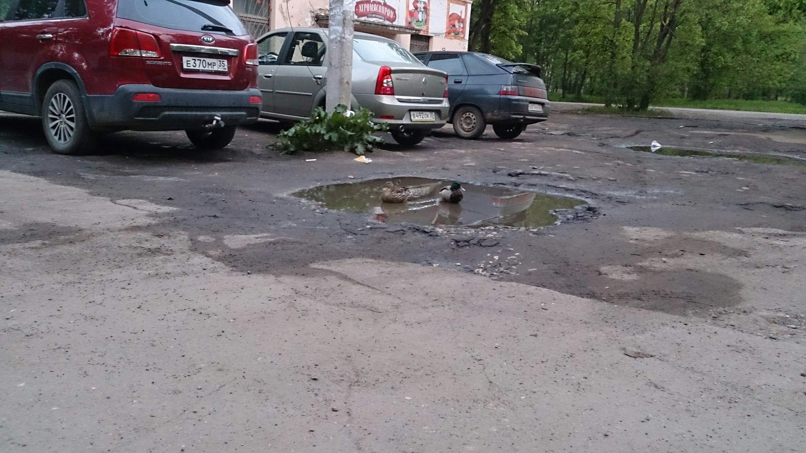 Communal workers take care of all fauna. - My, , Duck, Bad roads, Utility services