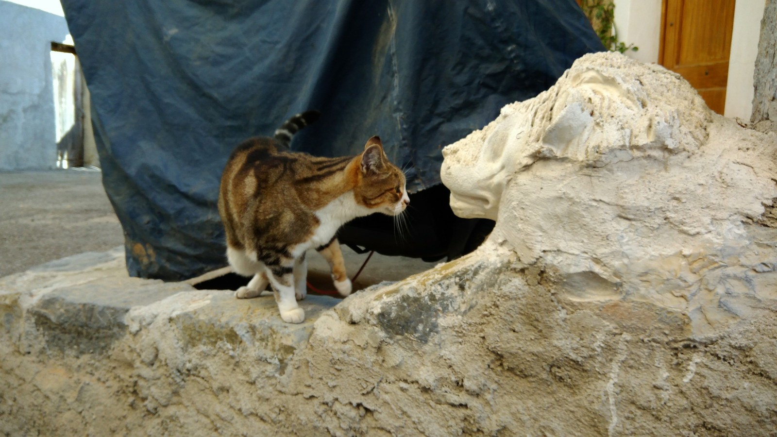 A meeting of two kindred spirits yesterday in a mountain village. - My, cat, The mountains, french alps, Autumn, a lion, Soul mates, Longpost, Alps