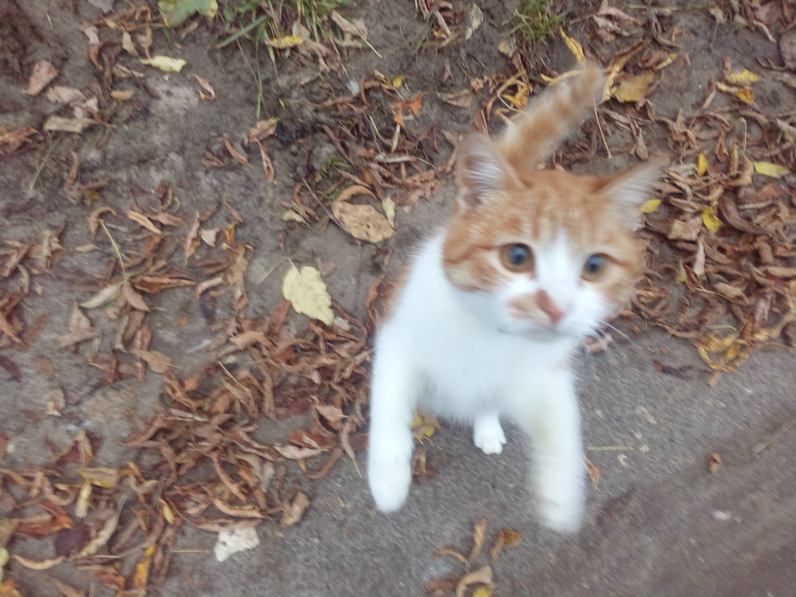 Neighbor cat - My, Redheads, cat, Longpost