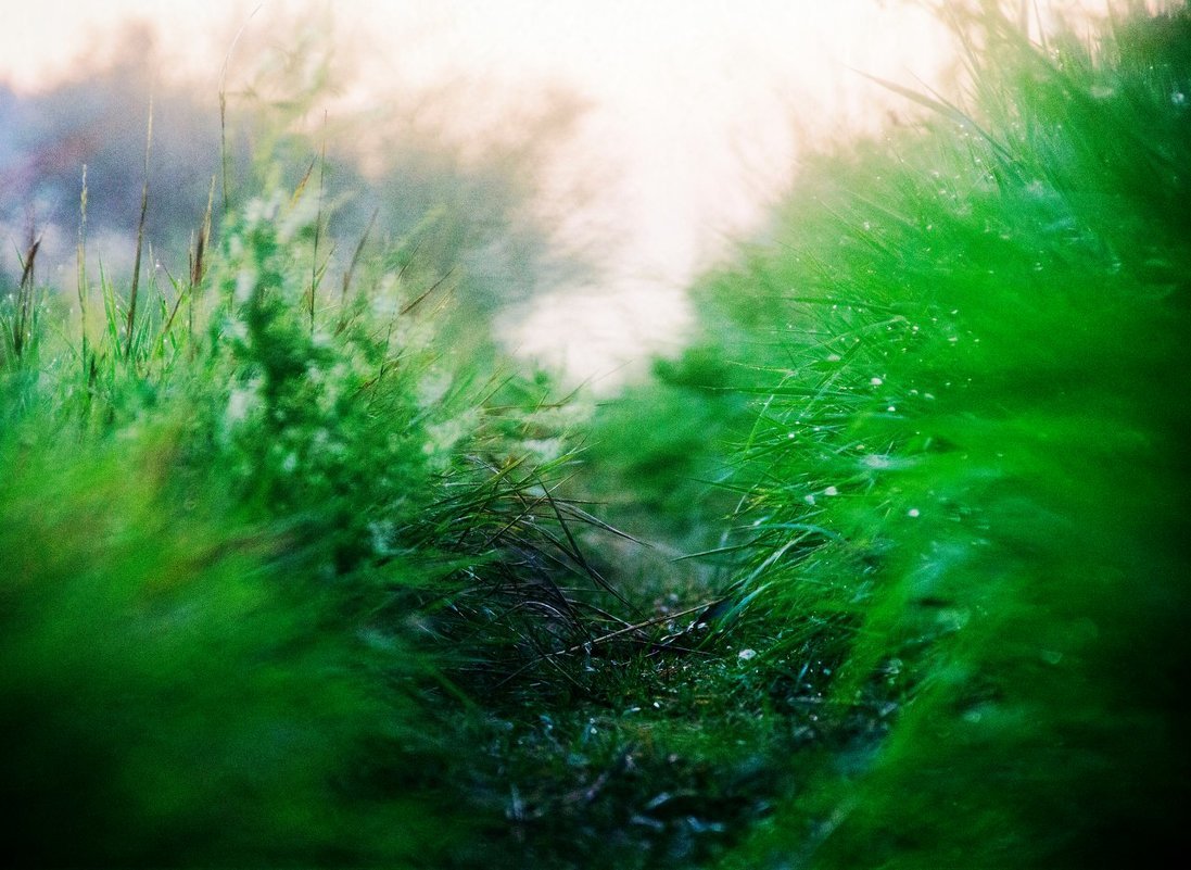 microjungle - My, The photo, Landscape, Jungle, Greenery, Dew