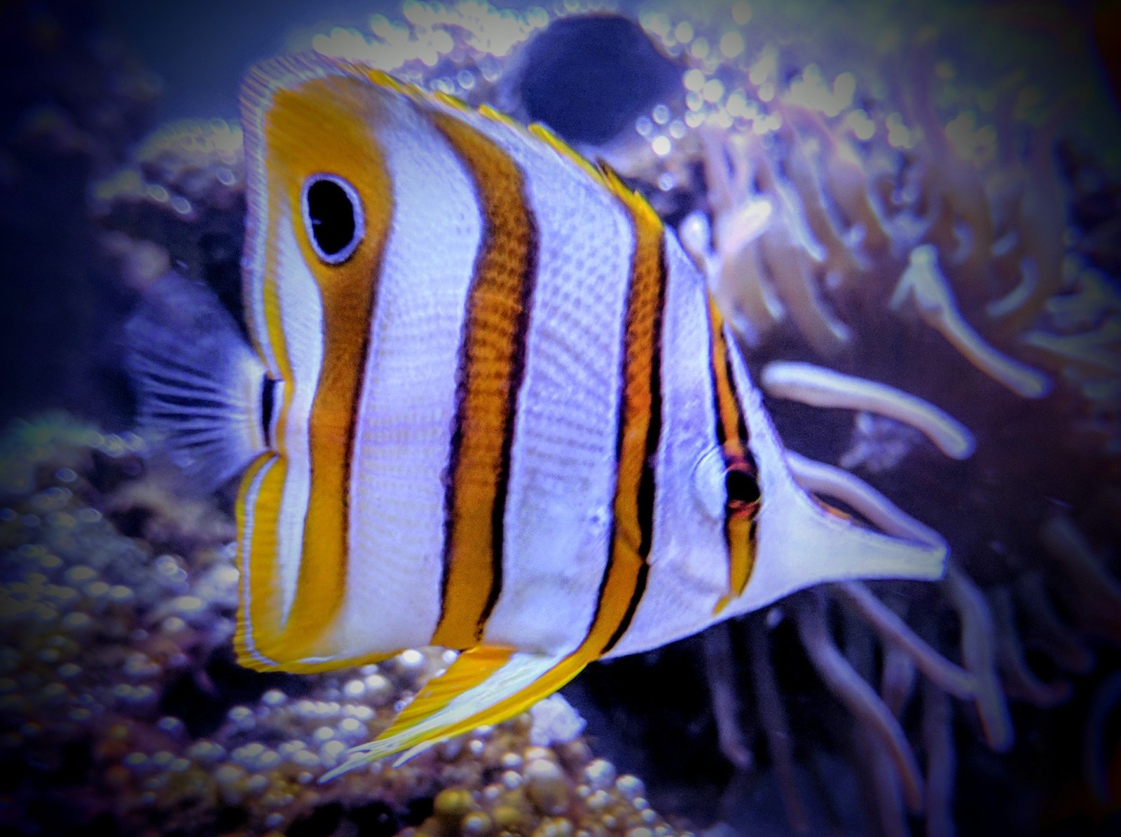 Inhabitants of my marine aquarium - My, Aquarium, Underwater world, Nemo, Finding Dory, Marine life, Longpost