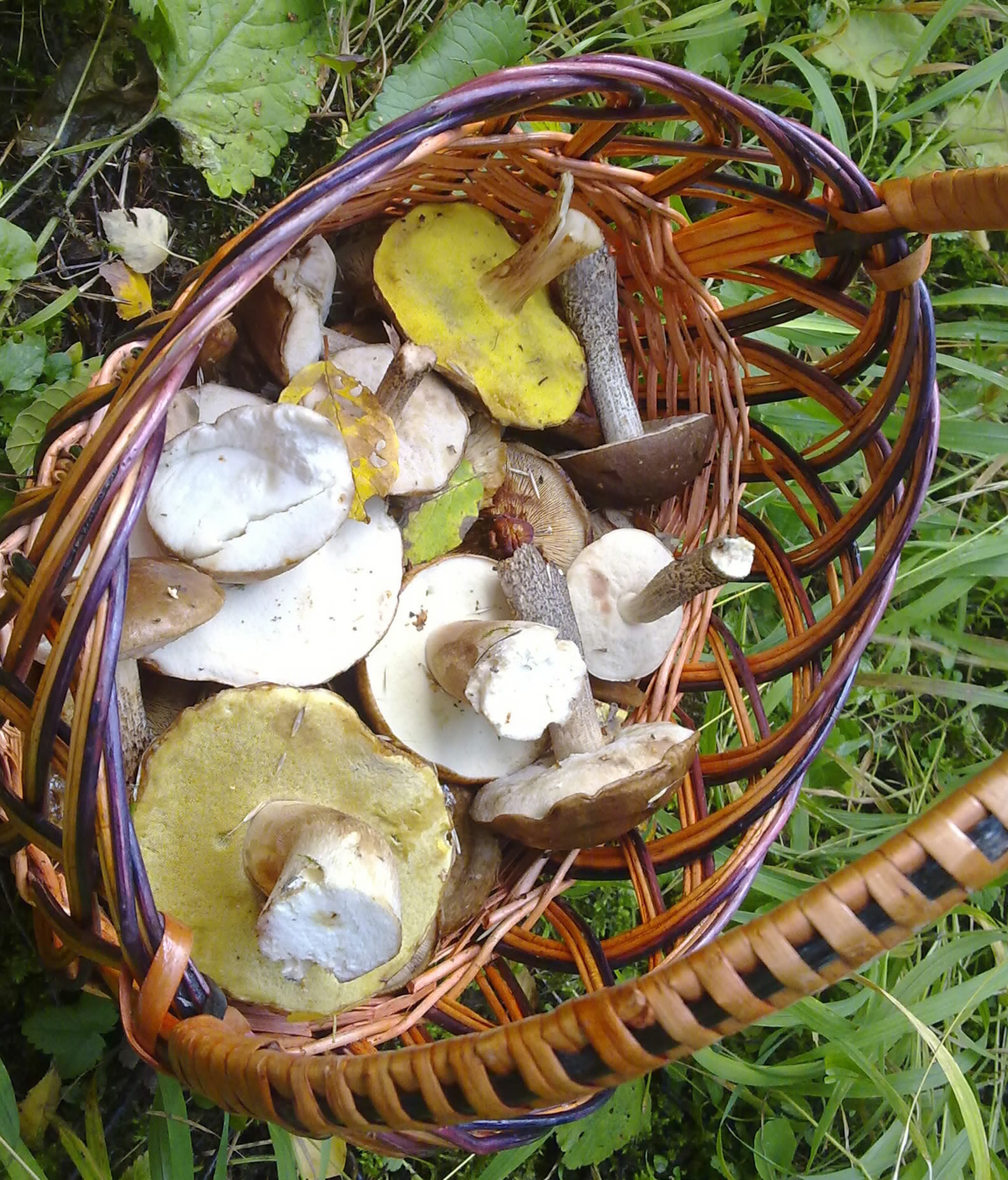 Mushrooms for you! - My, Nature, Mushrooms, Silent hunt, Подмосковье