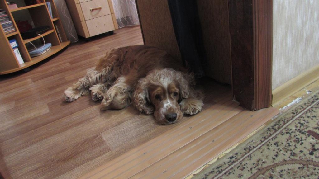 A friend is missing - My, Cocker Spaniel, The dog is missing, Found a dog, Longpost, Dog, Help, Helping animals