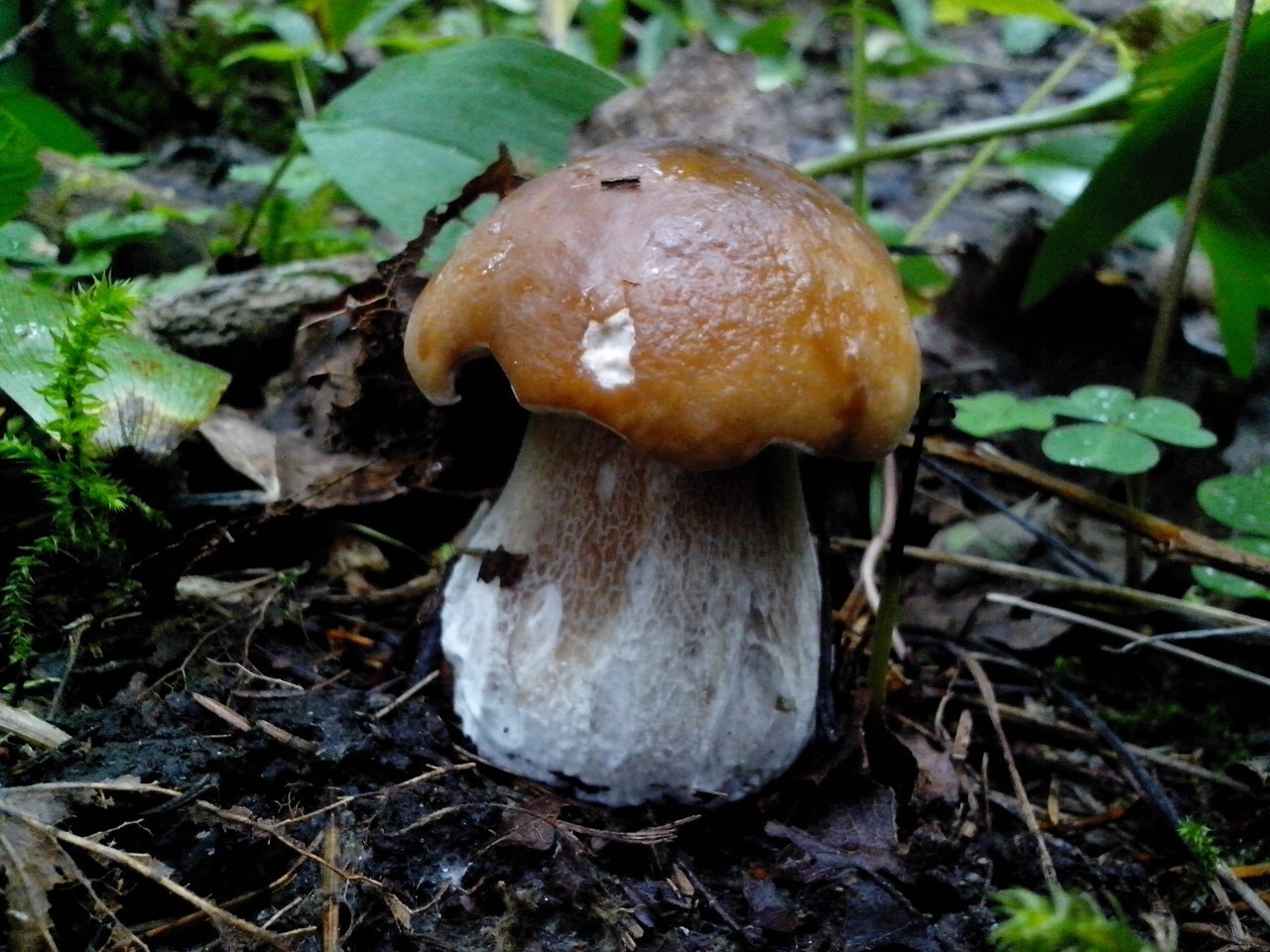 Mushroom - Mushrooms, Forest