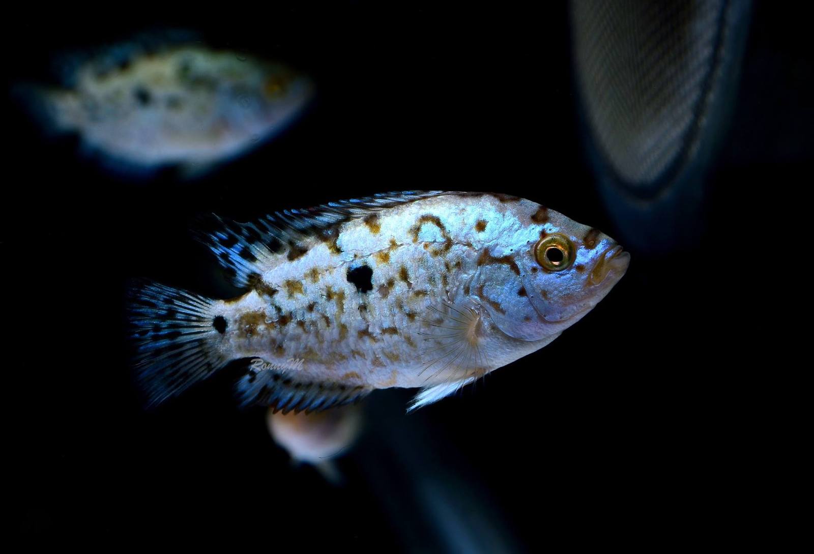 Electric Blue Jack Dempsey - Цихлиды, Аквариумные рыбки