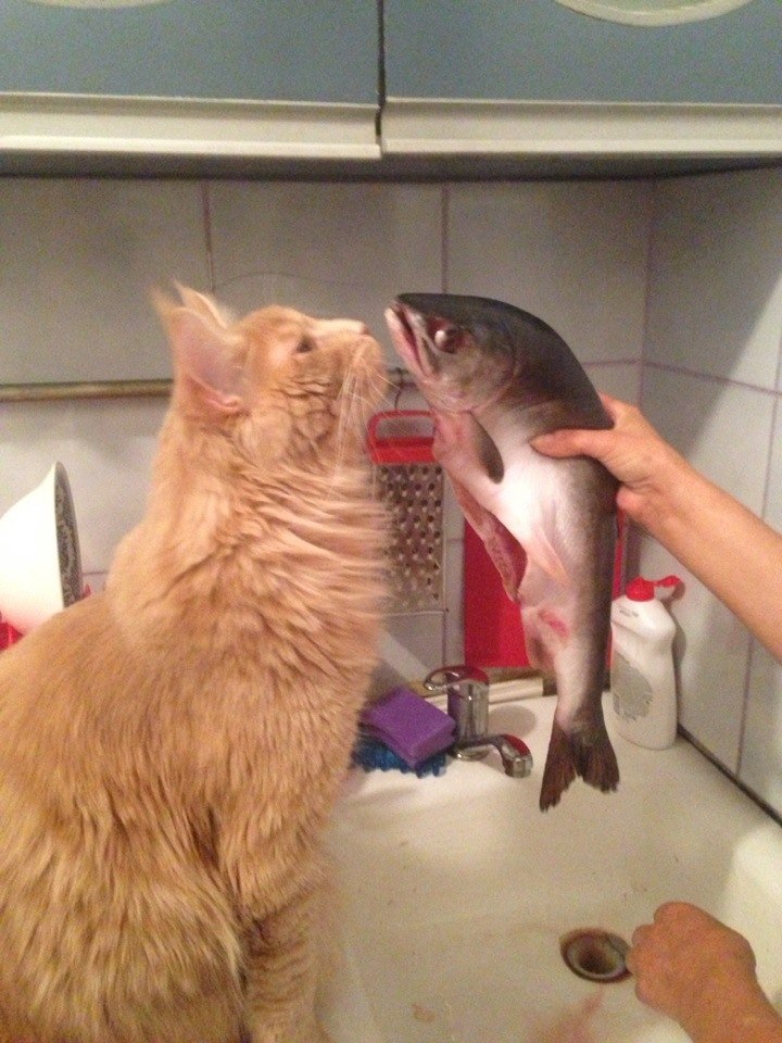 Weigh-in before the fight... - Boxing, Weighing, Voltage, cat, A fish, Sport, Homemade, The photo