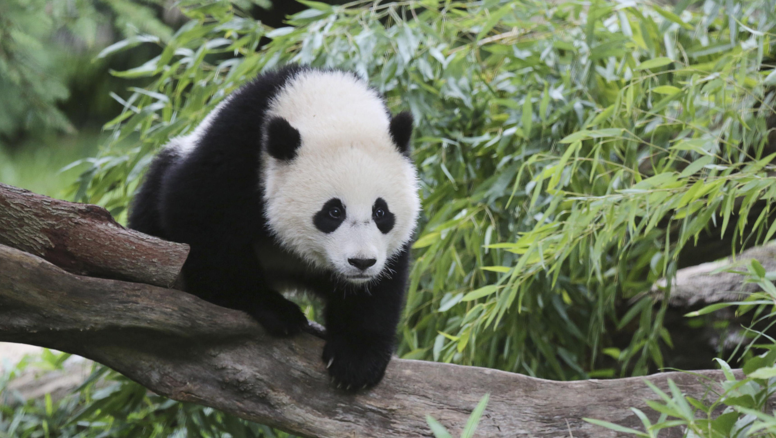 How pandas are born - Panda, Birth, baby, Longpost