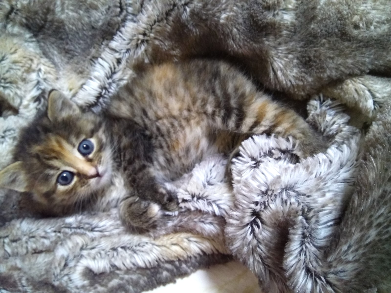 The little one is looking for a home!!! - Help, Foundling, House, Moscow, cat, In good hands, Freebie