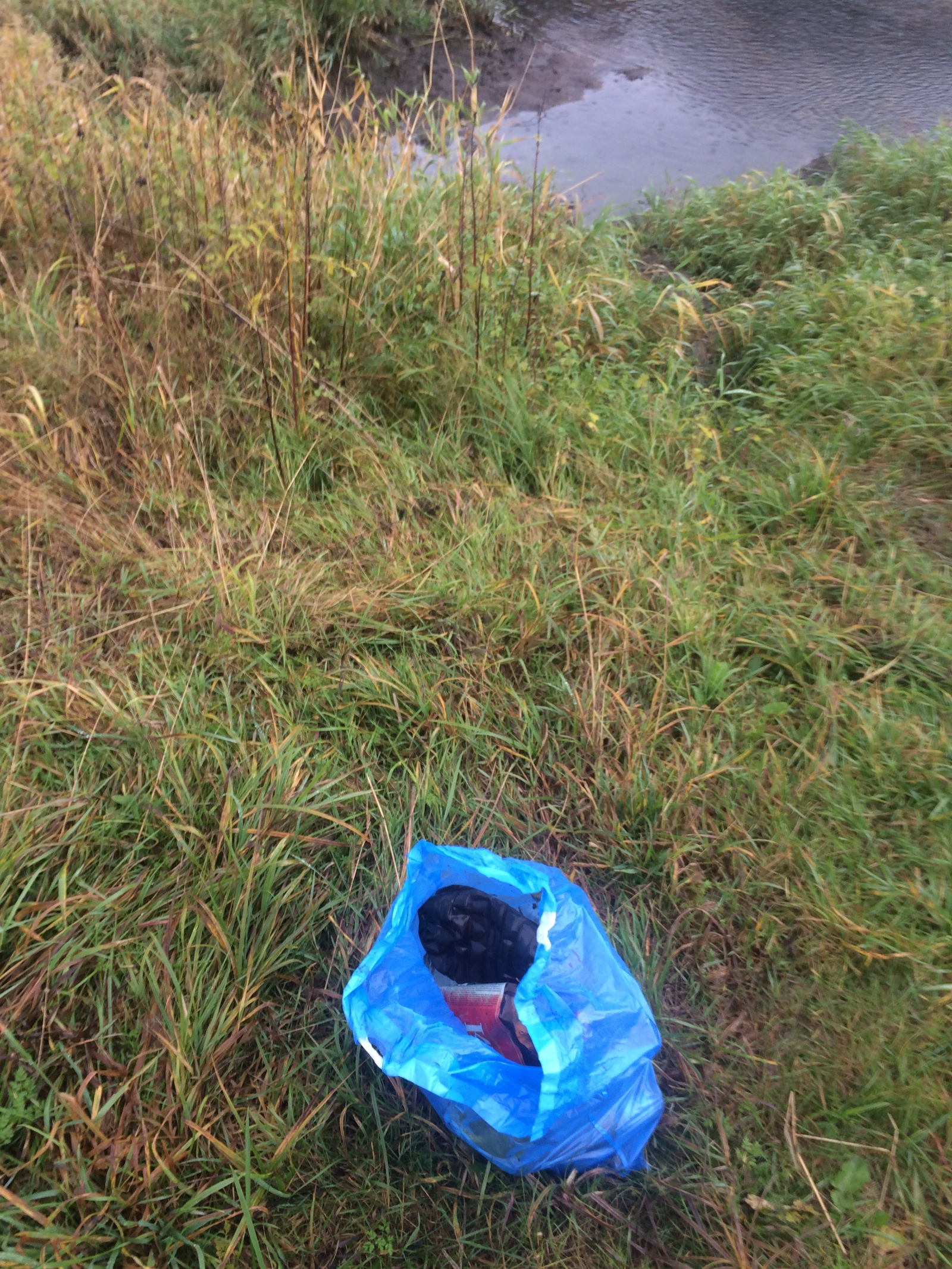 Cleaning on the banks of the Moscow River - My, Forest, Moscow River, Nature, Pure Man's League, Chistomen, Saturday clean-up, Подмосковье, Longpost