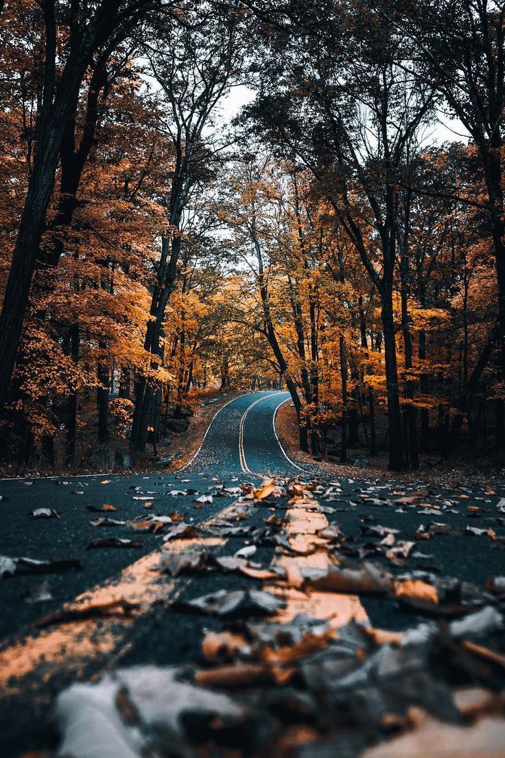 Осенняя Дорога Фото