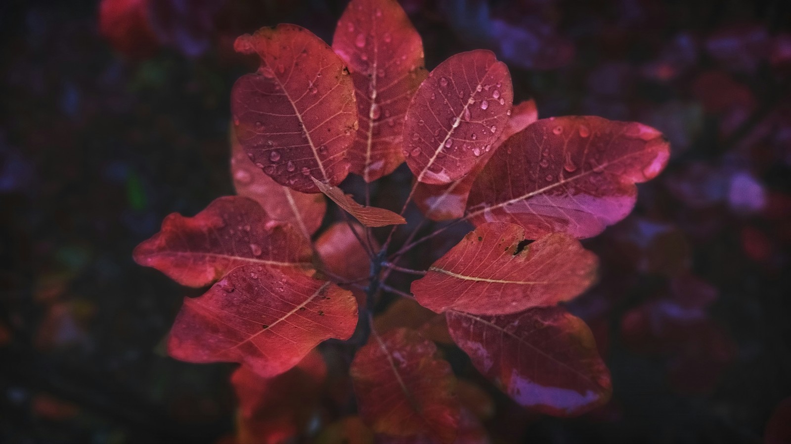 Kumzhensky scarlet - My, Autumn, October, , Leaves, After the rain, Kumzhenka, Rostov-on-Don, Longpost