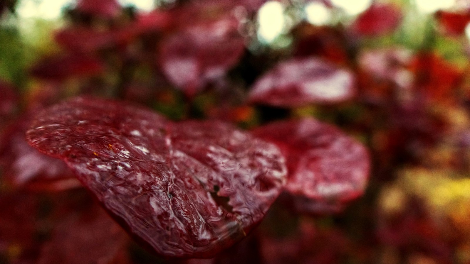 Kumzhensky scarlet - My, Autumn, October, , Leaves, After the rain, Kumzhenka, Rostov-on-Don, Longpost