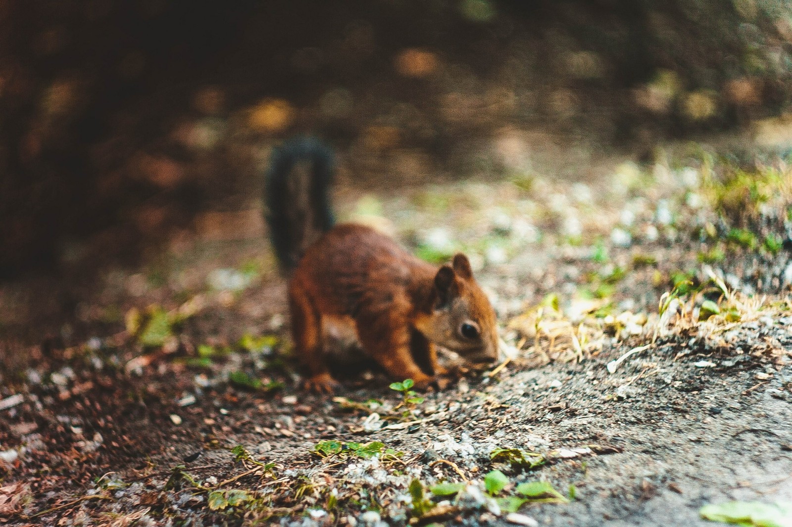 Here is such a tailed friend I met in the forest :) - My, The photo, Squirrel