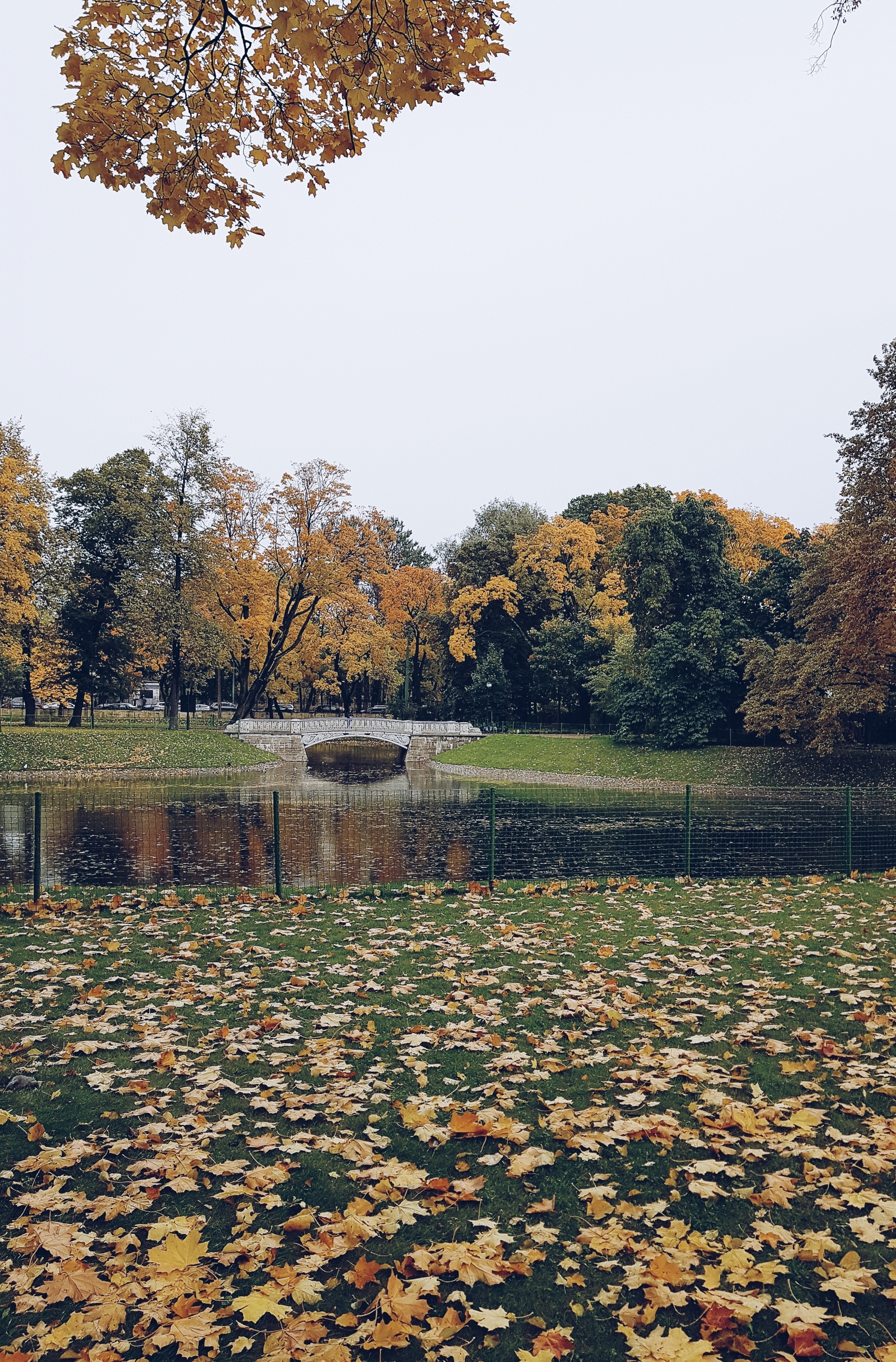 Some autumn photos - My, Autumn, Saint Petersburg, My, The photo, Longpost