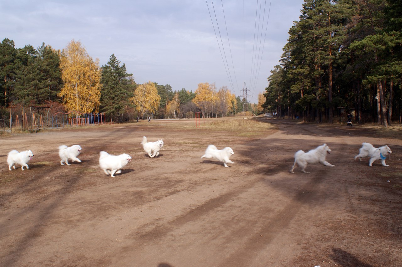 M - Scaled - My, Samoyed, , Dog, Autumn, Longpost