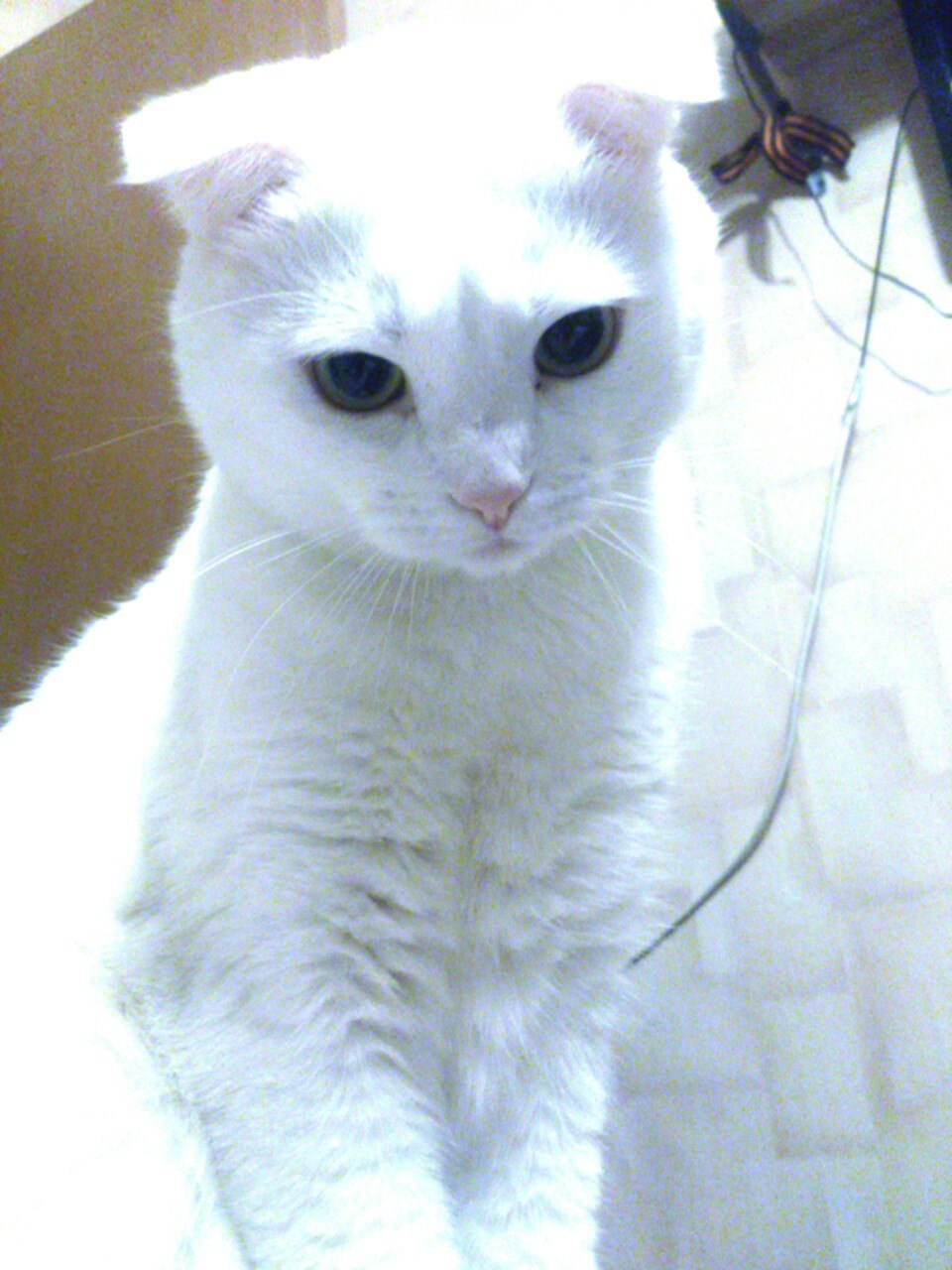 Marshmallow - My, cat, Catomafia, Longpost