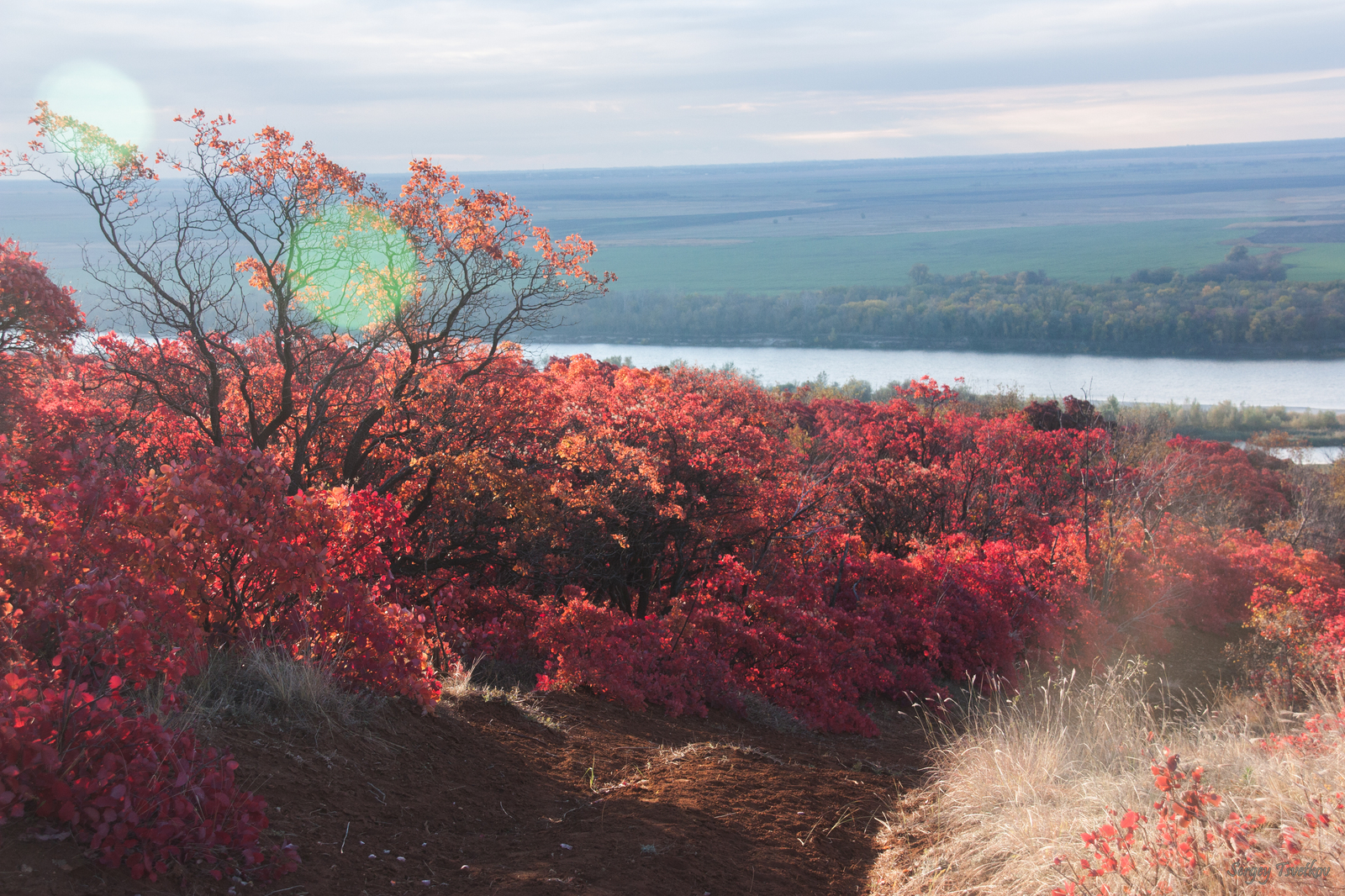 Red Forest #2 - My, My, Nature, The photo, Russia, Forest, Longpost