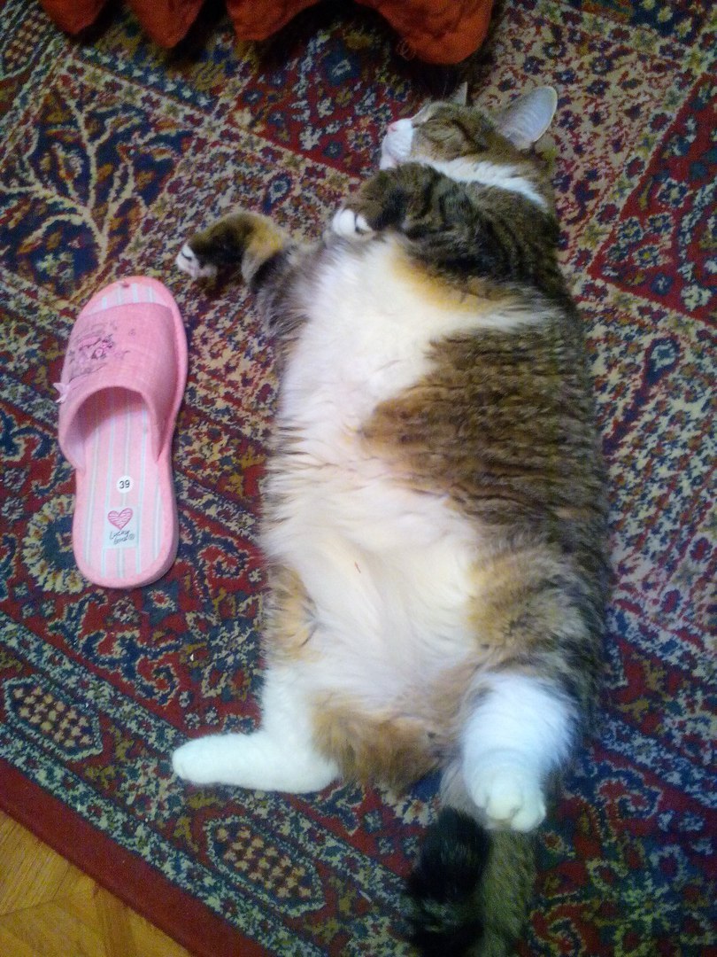 The bone is not sickly so wide ... - Slippers, The bone is wide, cat, Fatty, Thick, Homemade, The photo, Excess weight, Thick