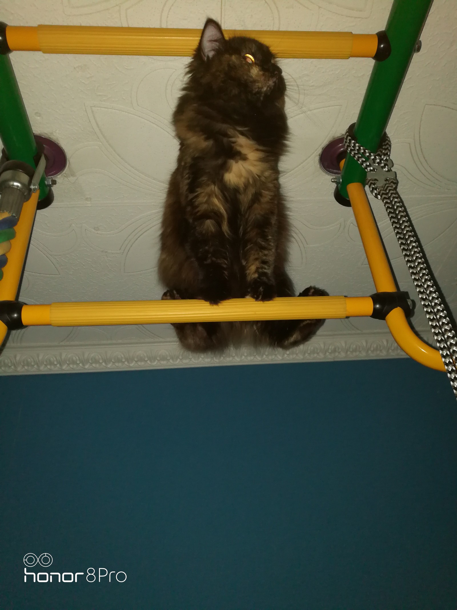 Cat - acrobat - My, Animals, Acrobats, Longpost, cat, Acrobatics